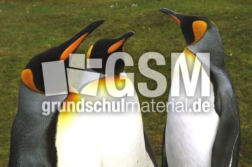 Königspinguin (27 von 84).jpg